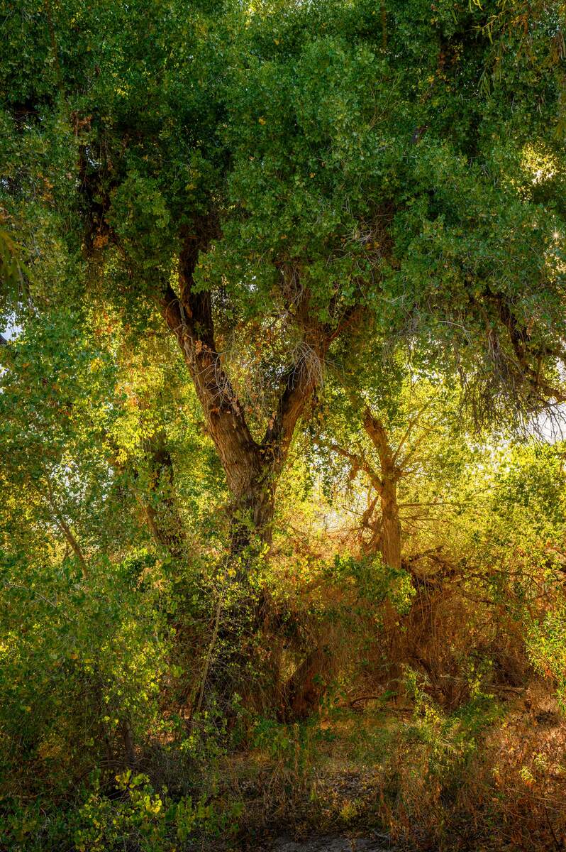 Large lush tree backlit by sunlight