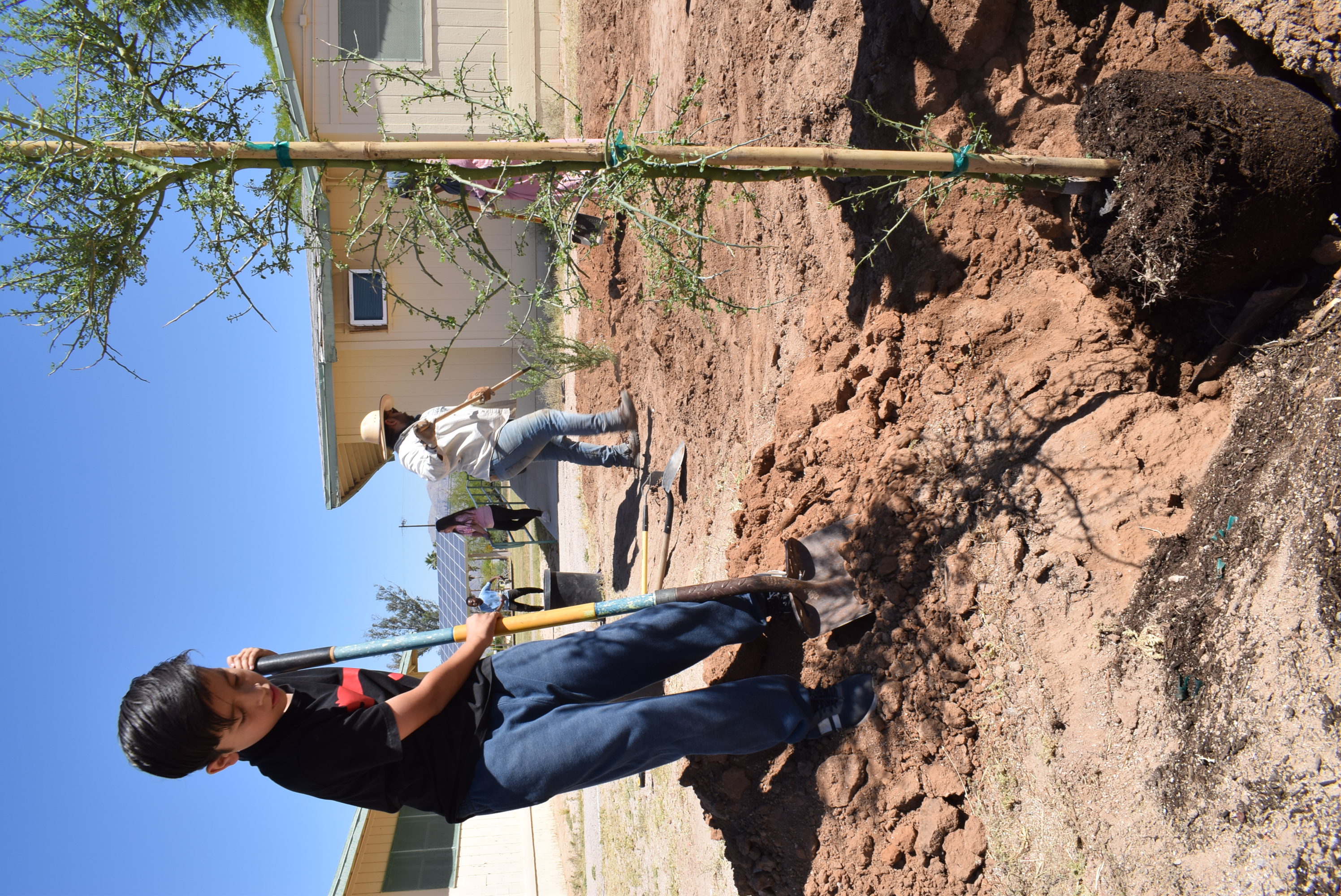 A young boy shovels dirt around a newly planted tree
