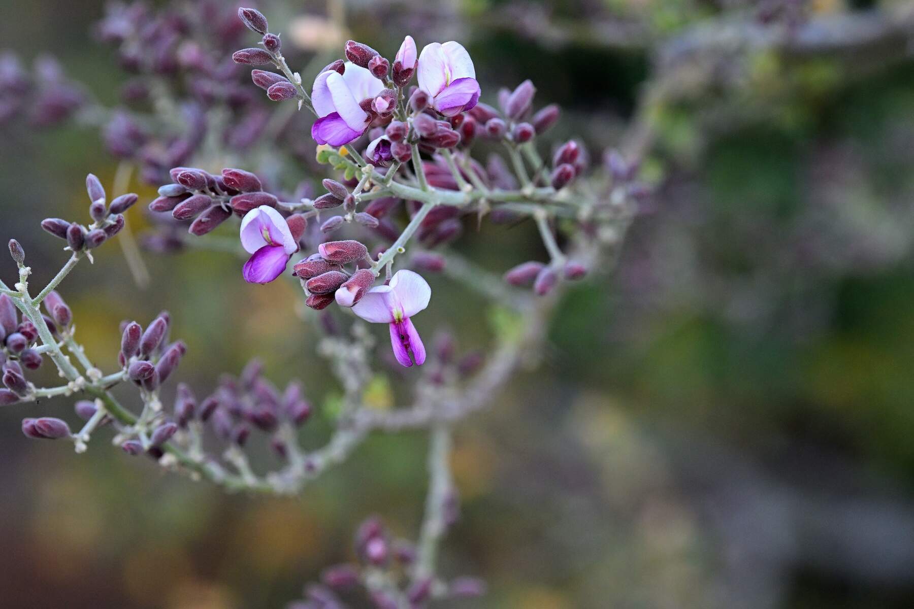purple and white flowers on a thorny tree