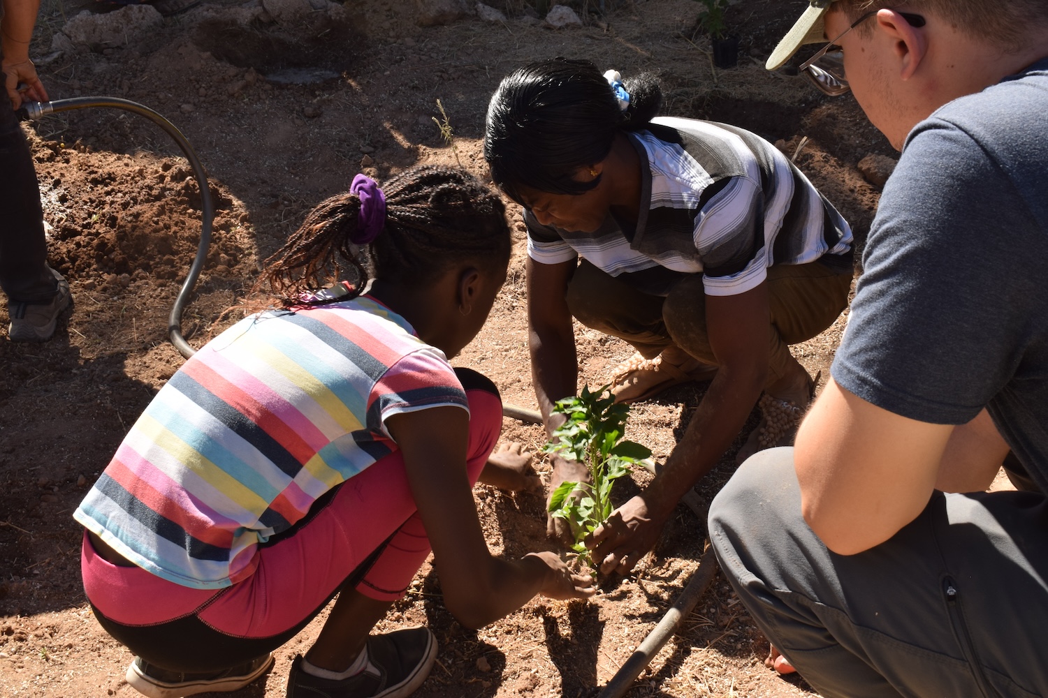 Two children plant a small bush