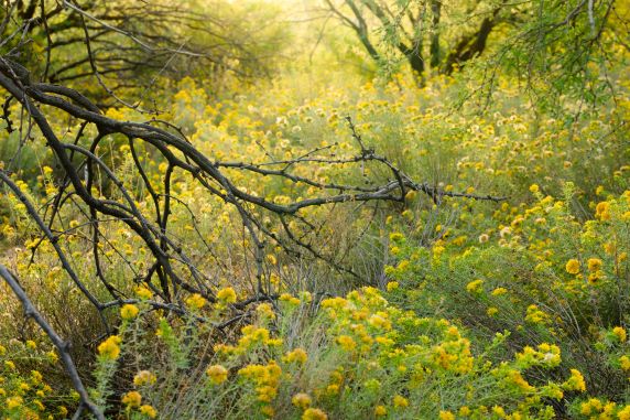 A dead mesquite tree surrounded by blooming yellow wildflowers