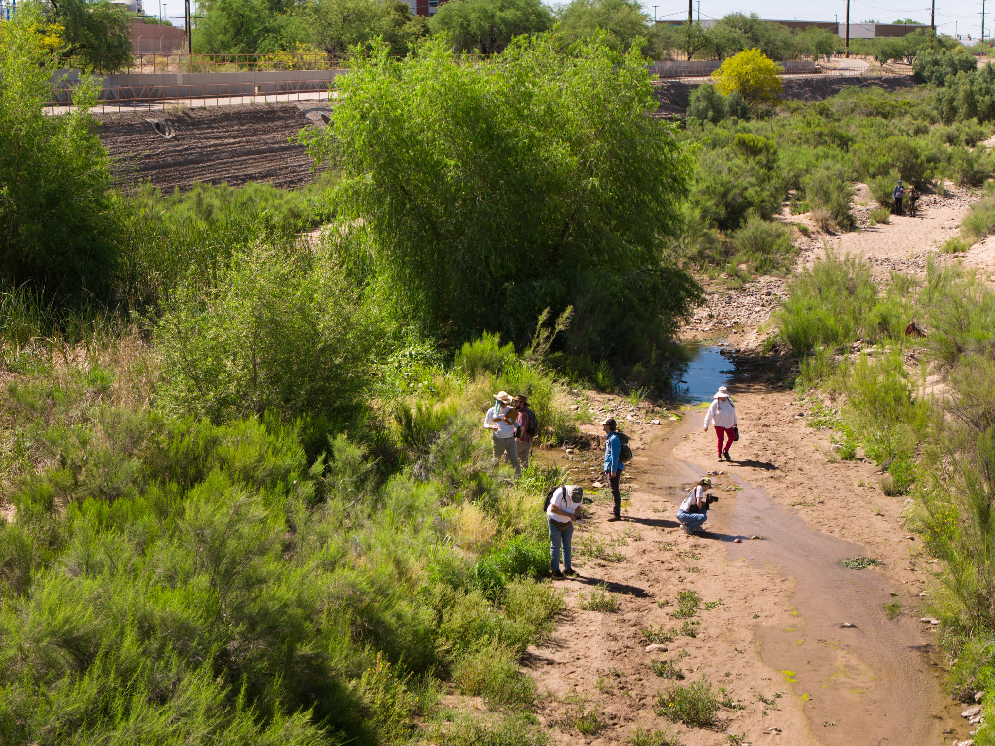 a group of staff and volunteers walking in the Santa Cruz River and surveying for native trees