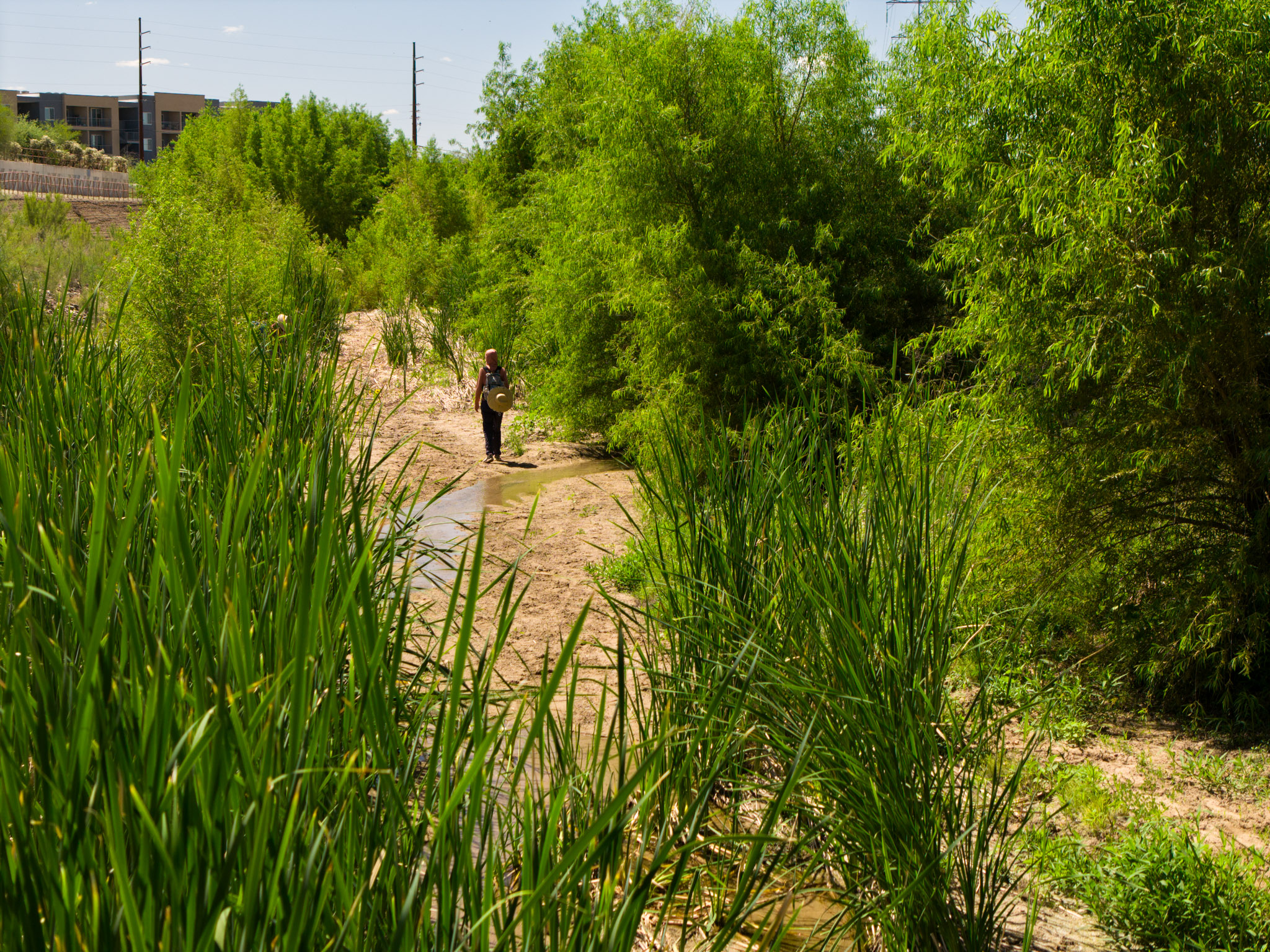 A community scientist walking among tall, green reeds and native trees in the Santa Cruz River bed
