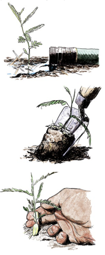 three images of a seedling being soaked with a hose, dug up, and then replanted