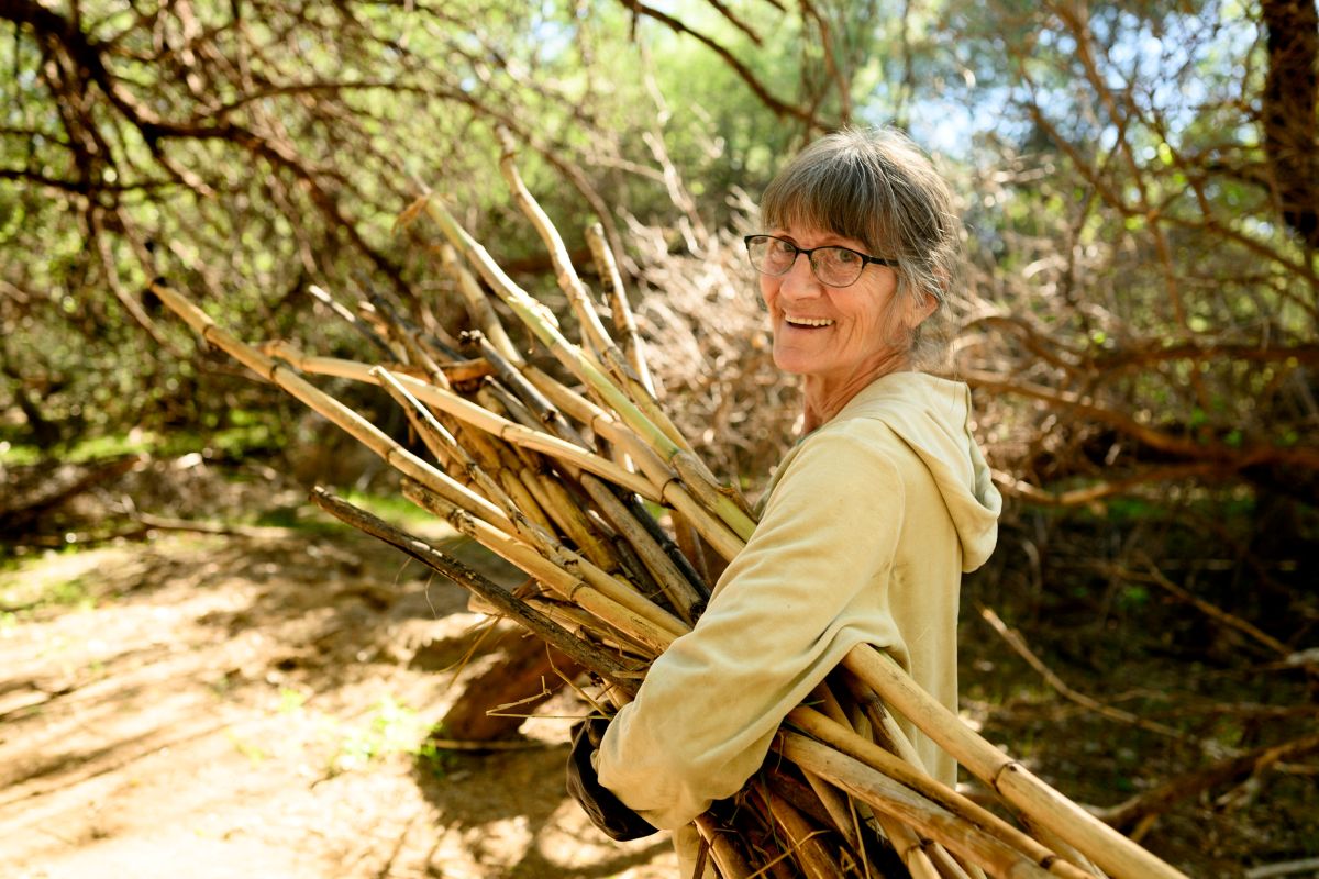 A smiling volunteer carries a big bundle of invasive Arundo Donax