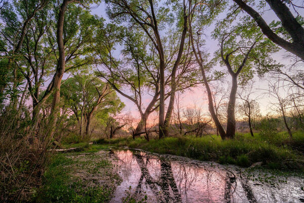 a creek lined by cottonwoods with a pink sunset peeking through