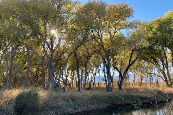 sun shines through cottonwood trees with blue sky behind them and a creek in front
