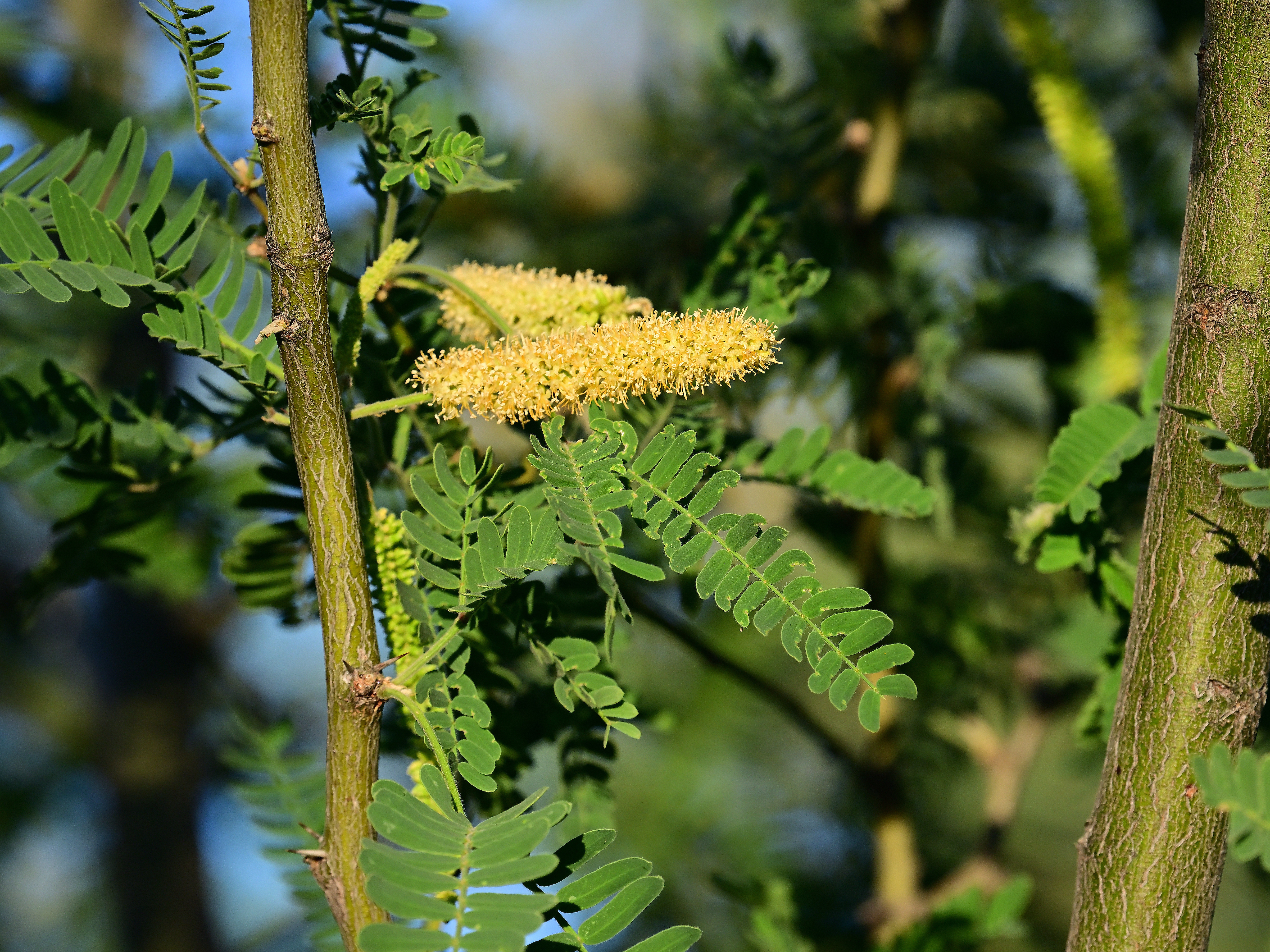 fluffy yellow catkins between small leaves