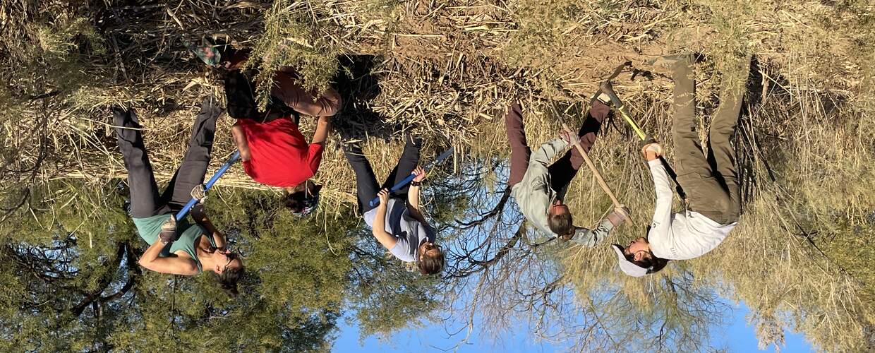 A group of people with shovels and picks working together to remove arundo roots