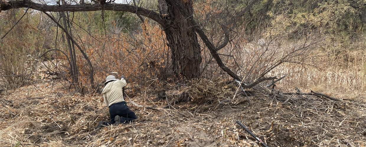 A lone person hacks at the roots of a stand of arundo that has been cut down