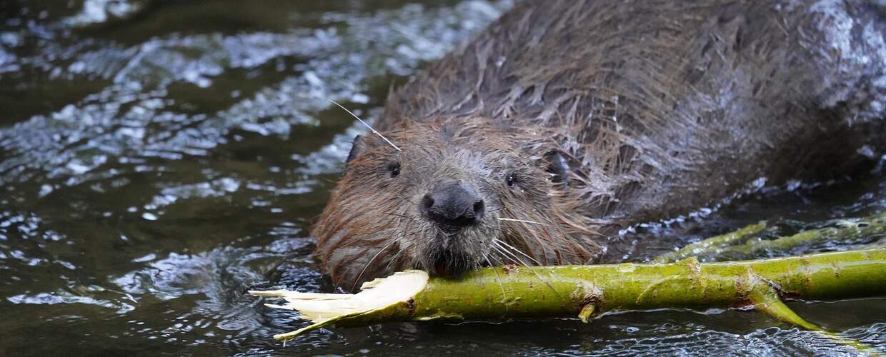 A beaver swims with a stick in its mouth