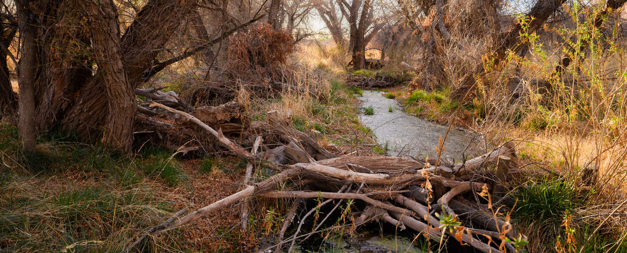 a wooded area around a creek with a structure of logs damming it