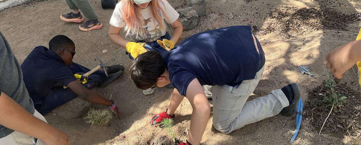 A group of young people look at the ground while planting a small plant