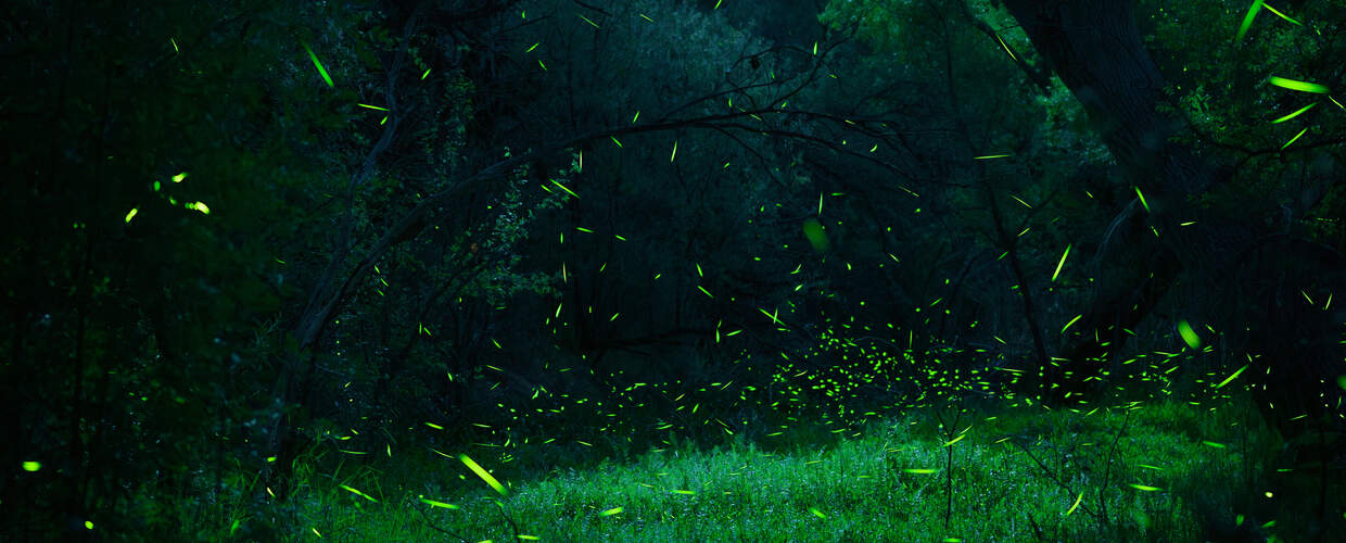 Night time image, emerald grass under dark trees with yellow-green flecks of firefly light scattered in the air