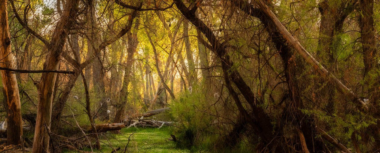 A creek full of green growth winds between tilted trees, sunlight glows through the branches