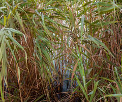Arundo grass growing in a swampy area