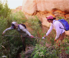 Two people searching for beaver activity in Riparian habitat