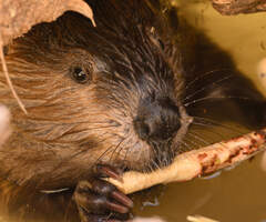 beaver from survey 2025