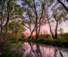 Cienega creek at sunset reflected on water with large cottonwoods
