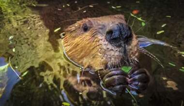 Beaver close-up