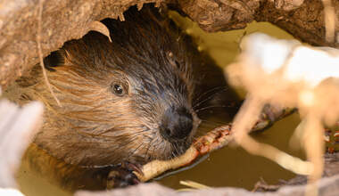 Beaver sighting on the San Pedro River