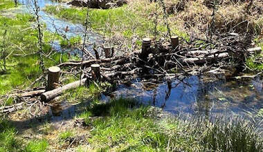 A log structure crosses a creek