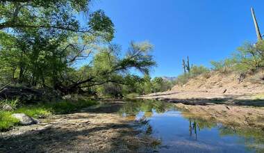 A meandering creek under trees and blue sky
